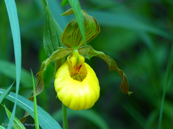 In View - Ladyslipper Orchid